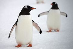 11E Gentoo Penguins On Quark Expeditions Antarctica Cruise.jpg